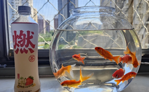 风水鱼养什么鱼最好