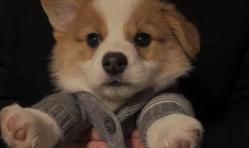 柯基在英国的地位高吗（柯基为什么叫英国佬）