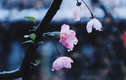 2023清明前下雨好还是清明后下雨好1