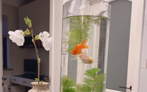 风水鱼死了会破财吗