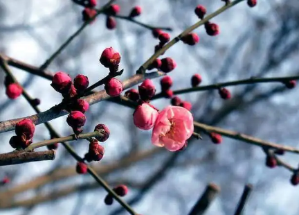 2024年为什么没有立春（无春年不宜做什么）