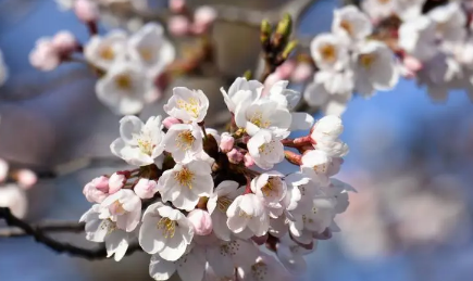 2023东湖樱园可以现场购票吗（2023东湖樱园在哪里买票方便）