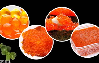 飞鱼籽产地哪里 飞鱼籽是什么鱼产的 3