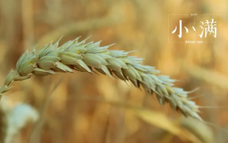 2023年小满节气前一天是绝日吗 2023年小满节气前一天是绝日吗