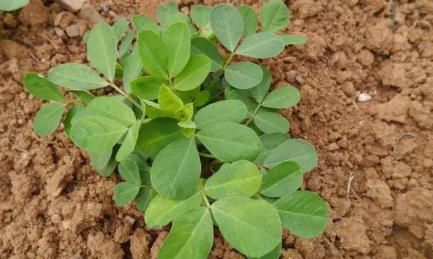 2023小满过后种花生晚了吗 2023小满过后种花生晚了吗