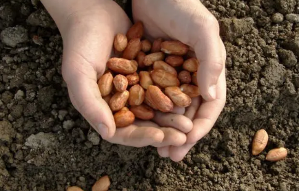 2023小满过后种花生晚了吗 2023小满过后种花生晚了吗