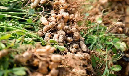 2023小满过后种花生晚了吗 2023小满过后种花生晚了吗