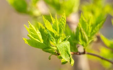 2023年小满节气前一天是绝日吗 2023年小满节气前一天是绝日吗