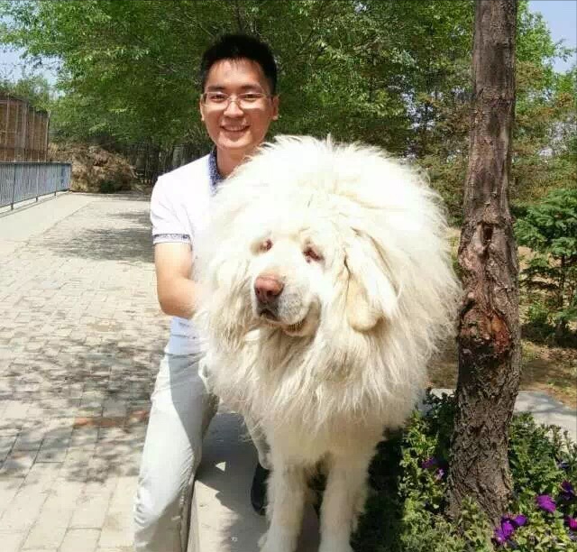 最强大脑王峰什么时候结的婚（王峰老婆李璐的资料背景）