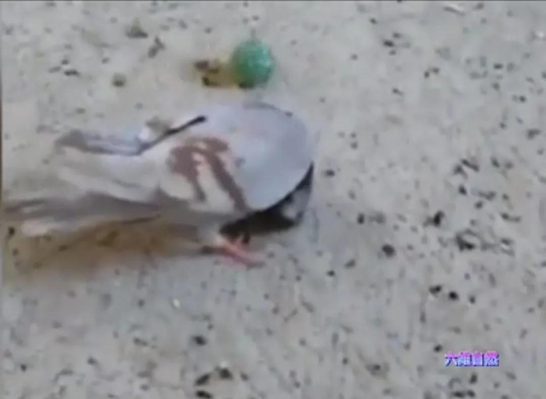 2023年有多恐怖（玛雅人预言2023年有丧尸）