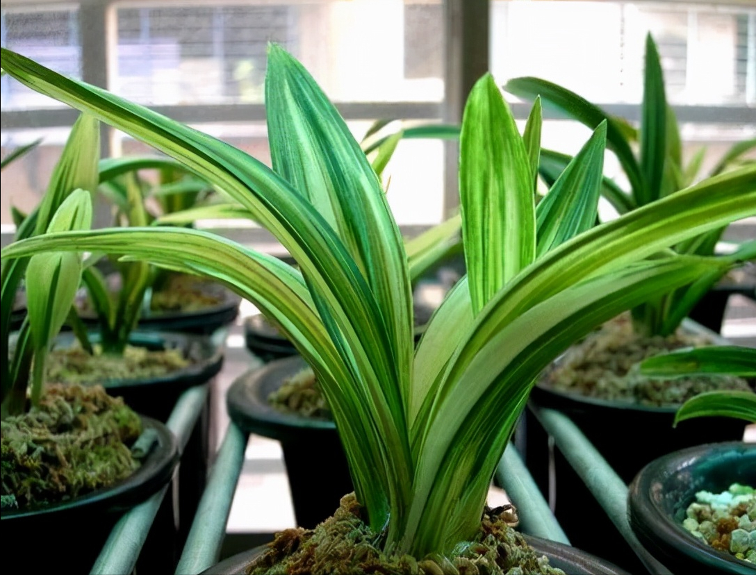 天逸兰花多少钱一盆（价值百万的兰花品种）