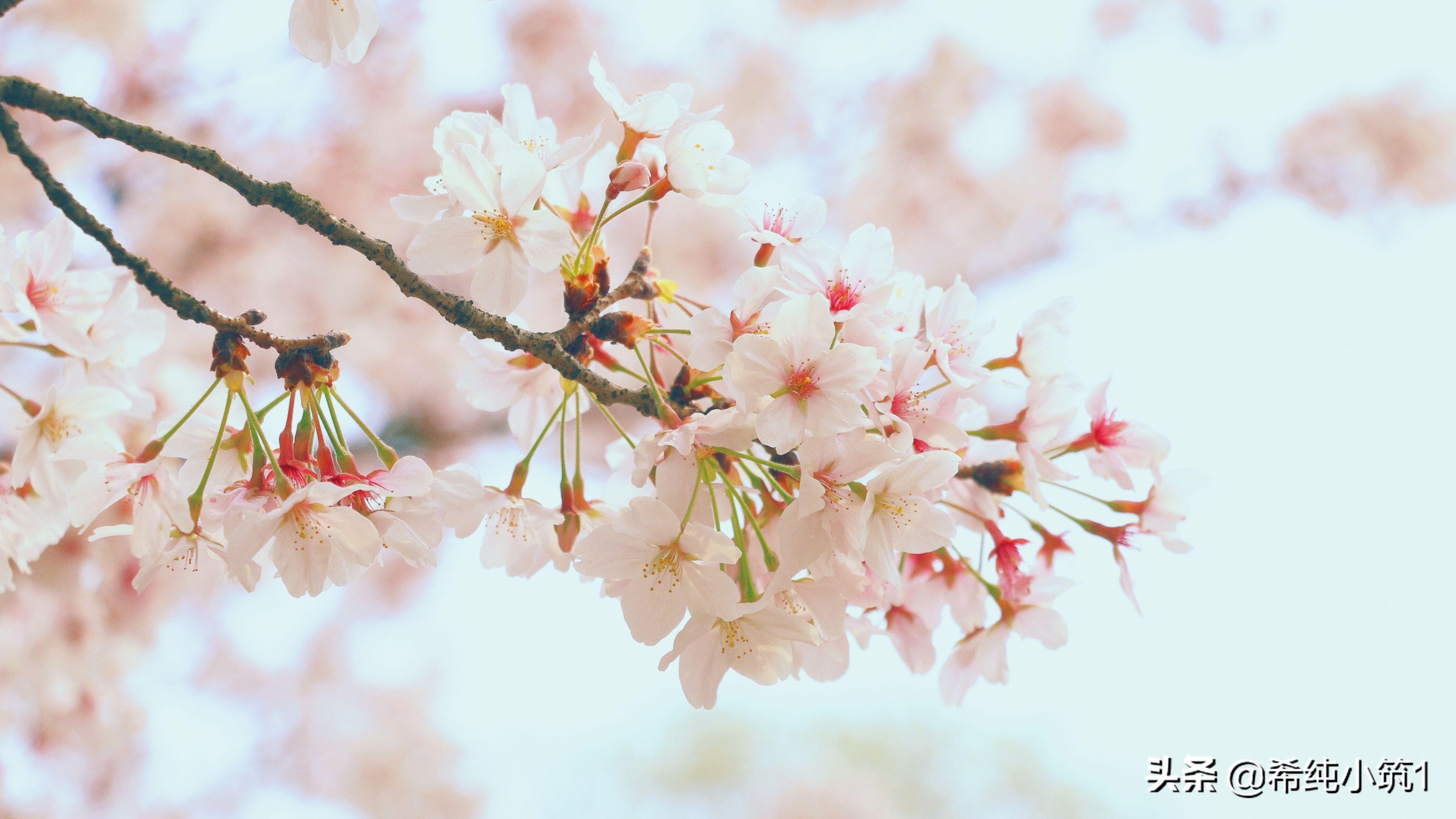 于是爱恨交错人消瘦是什么歌（口是心非歌词介绍）