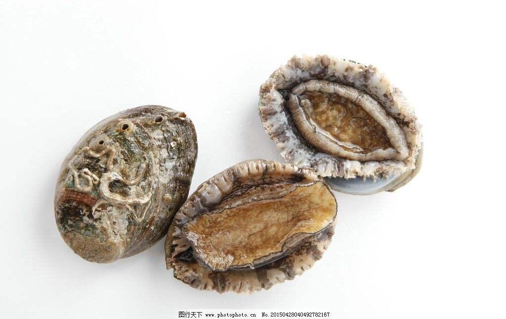 鲍鱼什么意思（中药材鳆鱼资料介绍）