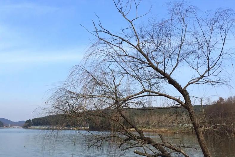 2023年是属什么年（2023癸卯年运势年景分析）