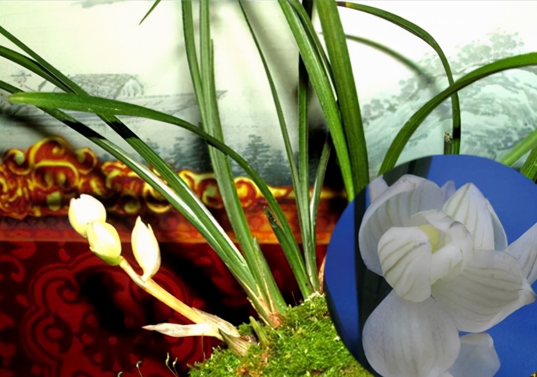 天逸兰花多少钱一盆（价值百万的兰花品种）