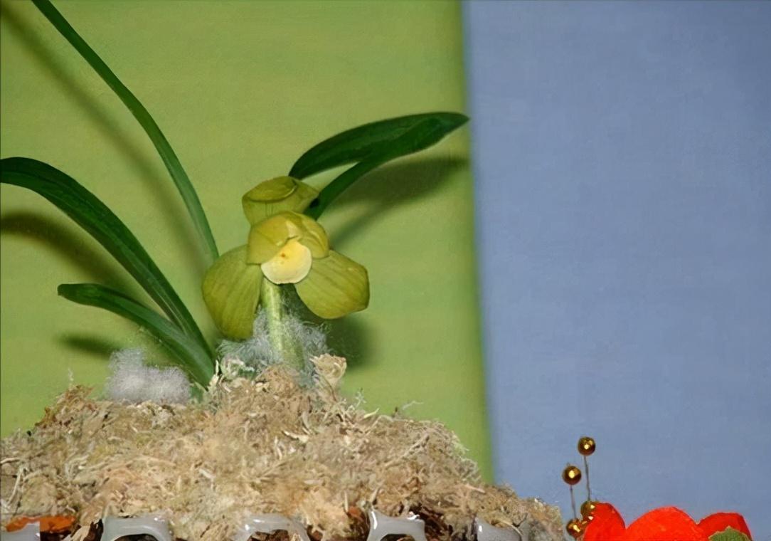 天逸兰花多少钱一盆（价值百万的兰花品种）