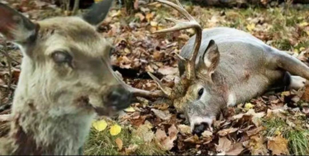 2023年有多恐怖（玛雅人预言2023年有丧尸）