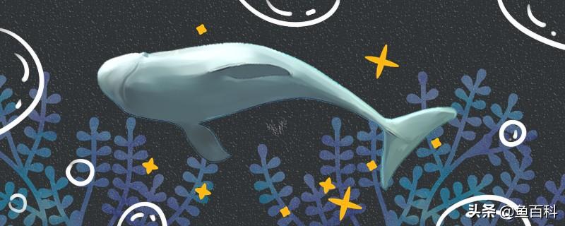 海猪鱼是什么动物（海洋动物海猪资料介绍）