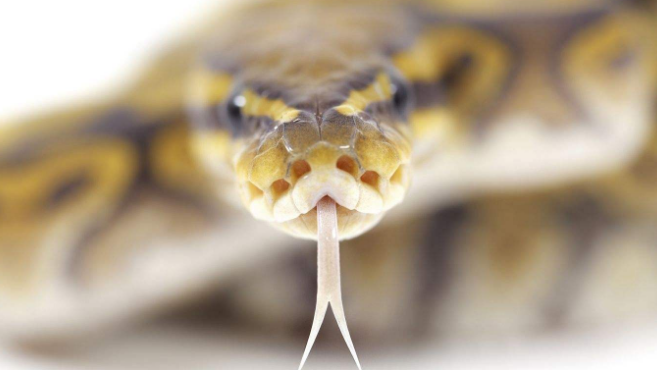 世界上有三头蛇吗（关于三头蛇的神话传说）