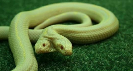 世界上有三头蛇吗（关于三头蛇的神话传说）