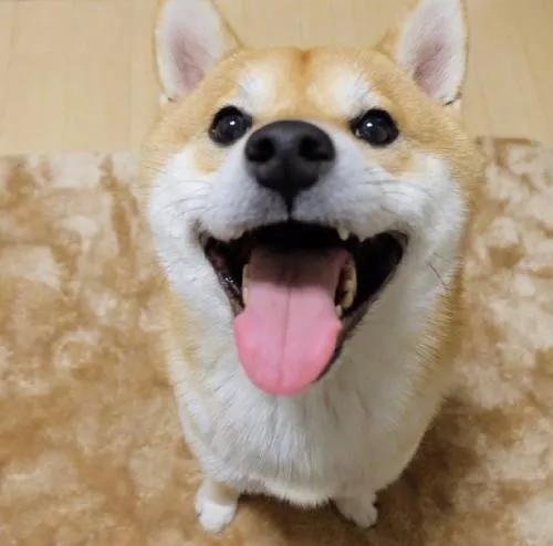 微笑狗害死了多少人（哈士奇微笑狗恐怖图片）