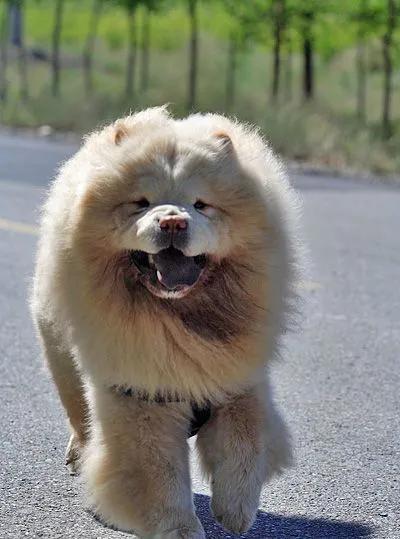 微笑狗害死了多少人（哈士奇微笑狗恐怖图片）