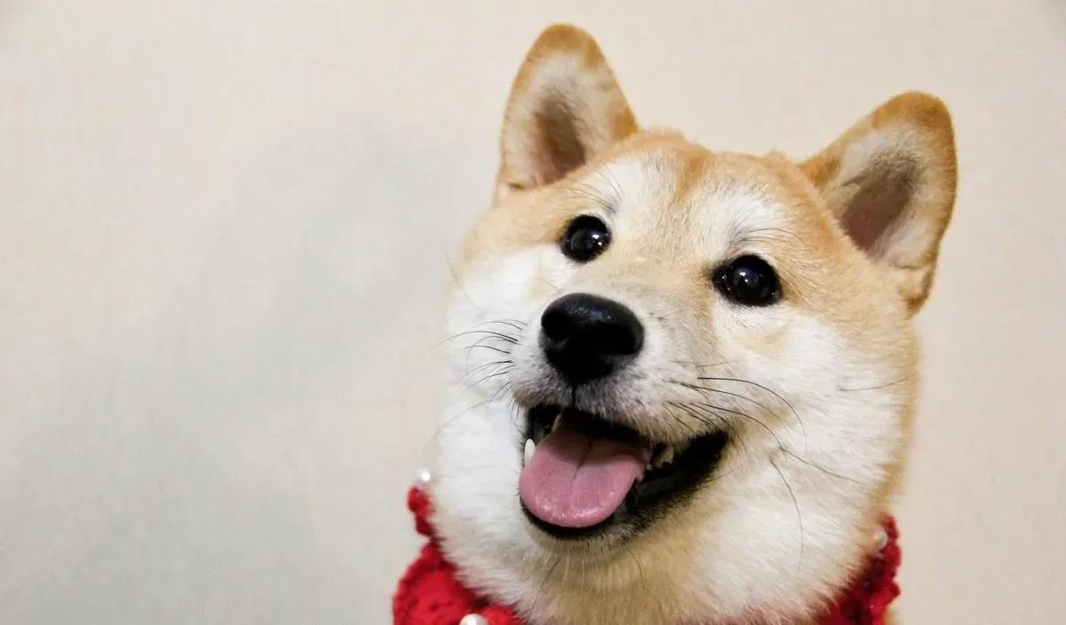 微笑狗害死了多少人（哈士奇微笑狗恐怖图片）