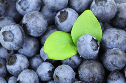 蓝莓和什么水果一起榨汁最佳搭配（蓝莓榨汁搭配什么水果好喝）
