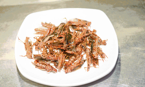 为什么成灾的蝗虫不能吃（成群的蝗虫的危害）