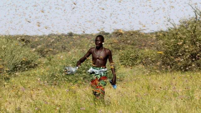 为什么成灾的蝗虫不能吃（成群的蝗虫的危害）