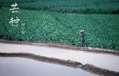 2023年芒种下雨是旱还是涝（芒种下雨预示以后天气会怎样）