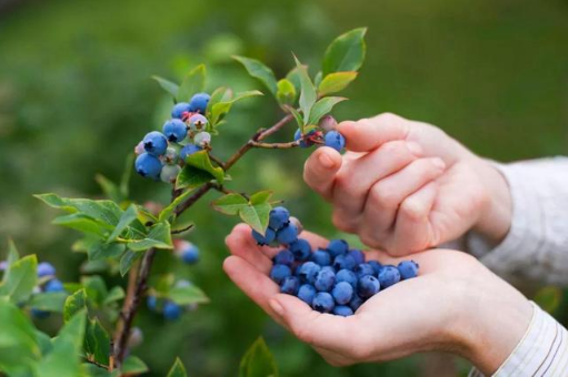 佳沃蓝莓和怡颗莓蓝莓都是云南的吗（佳沃蓝莓和怡颗莓蓝莓哪产的）