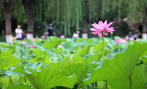 夏至每年都是同一天吗2023（2023夏至节气怎么计算）