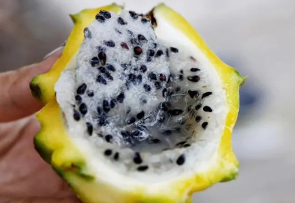 燕窝果是凉性还是热性（燕窝果是火龙果的一种吗）