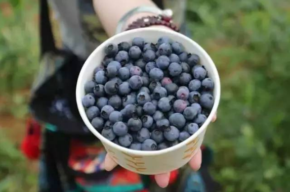 蓝莓18mm算大果吗（蓝莓18mm是巨无霸吗）