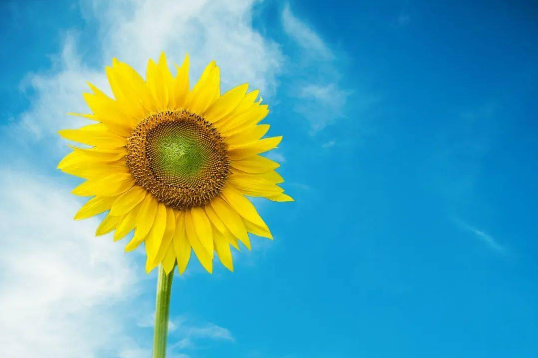 2023年6月有哪些节日和纪念日(2023年6月有什么重要日子) 2023年6月有哪些节日和纪念日(2023年6月有什么重要日子)