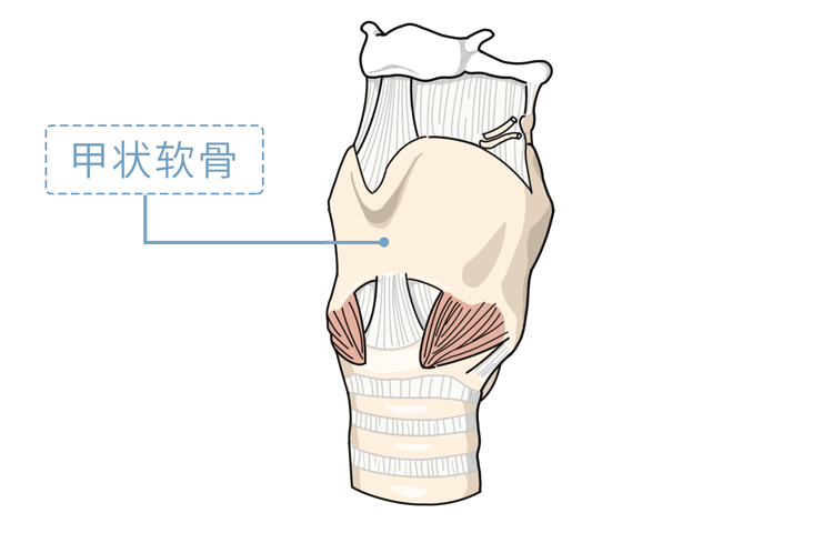 男生的喉结为什么女生不能摸（女生碰完男生喉结的后果）