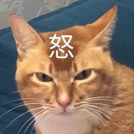 网红敦敦是什么品种的猫（敦敦猫咪表情包组图）