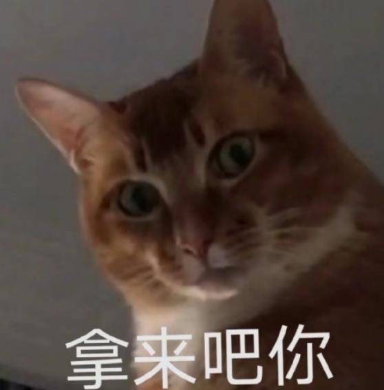 网红敦敦是什么品种的猫（敦敦猫咪表情包组图）