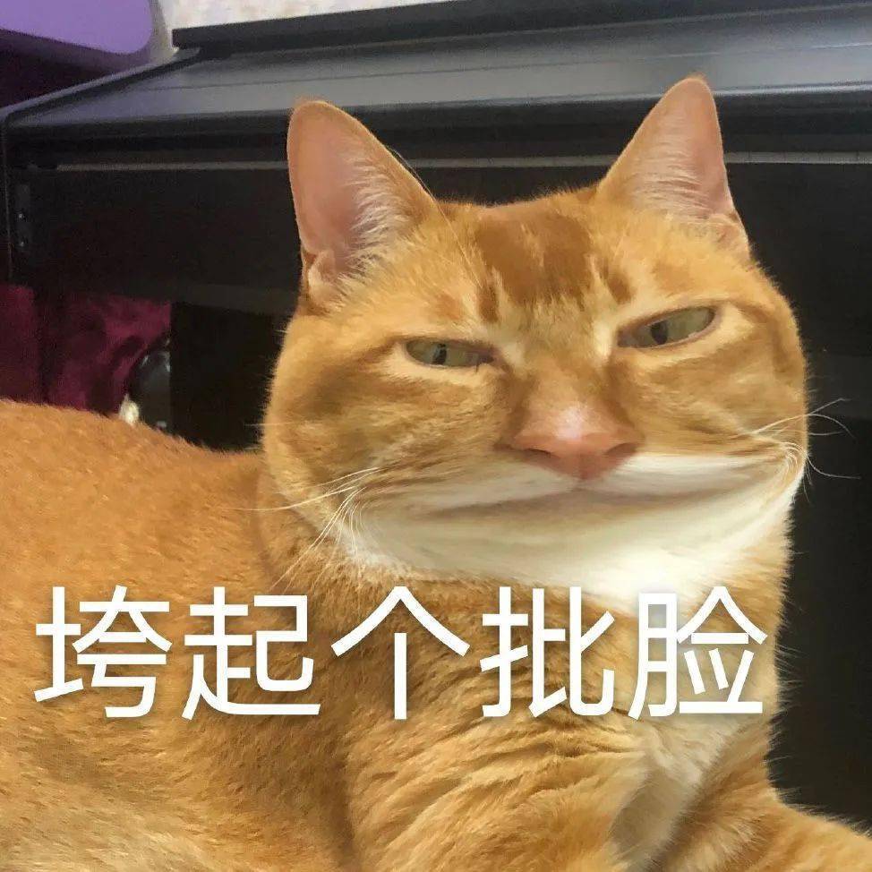 网红敦敦是什么品种的猫（敦敦猫咪表情包组图）