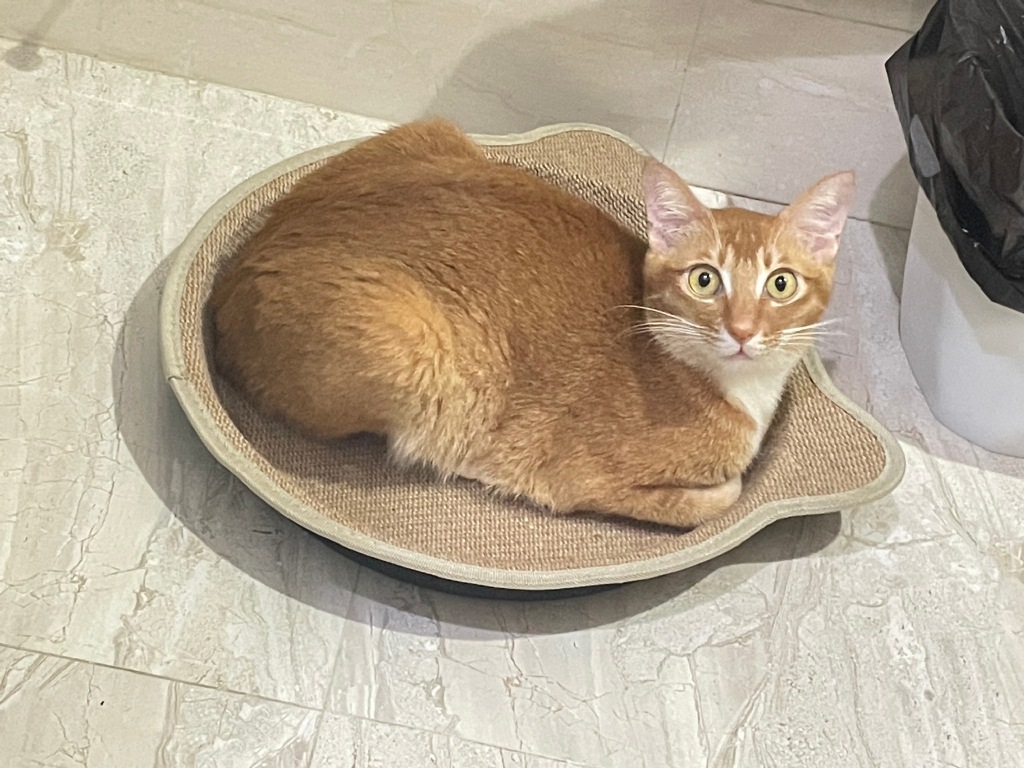 网红敦敦是什么品种的猫（敦敦猫咪表情包组图）