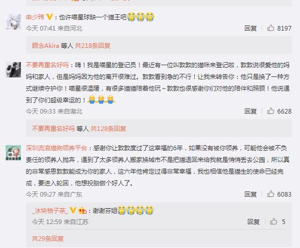 网红敦敦是什么品种的猫（敦敦猫咪表情包组图）