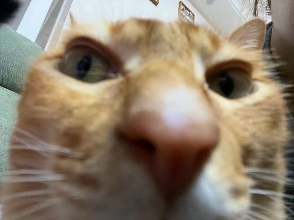 网红敦敦是什么品种的猫（敦敦猫咪表情包组图）