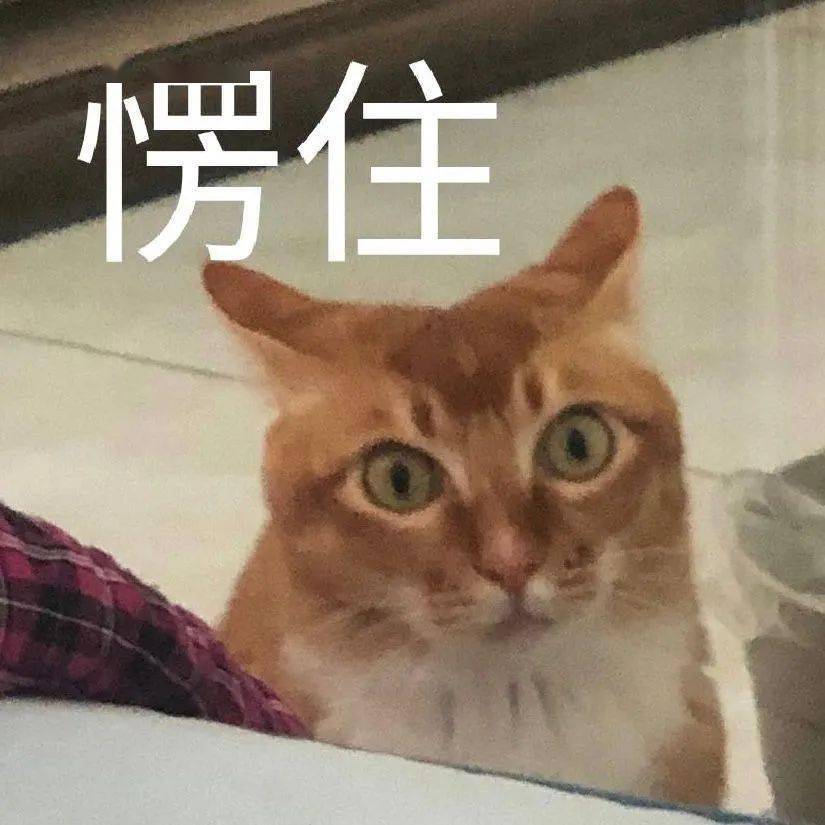 网红敦敦是什么品种的猫（敦敦猫咪表情包组图）
