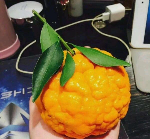 烧烧果实狗都不吃什么梗（为什么烧烧果实狗都不吃）