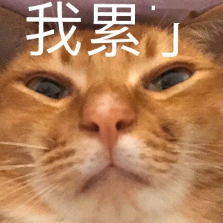 网红敦敦是什么品种的猫（敦敦猫咪表情包组图）