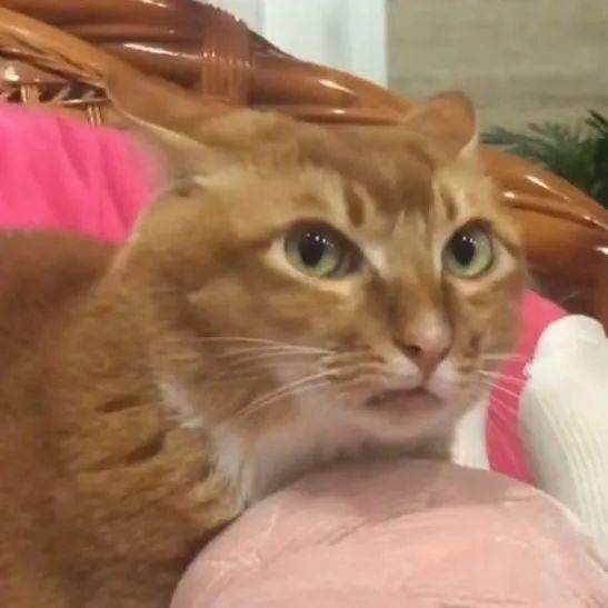 网红敦敦是什么品种的猫（敦敦猫咪表情包组图）