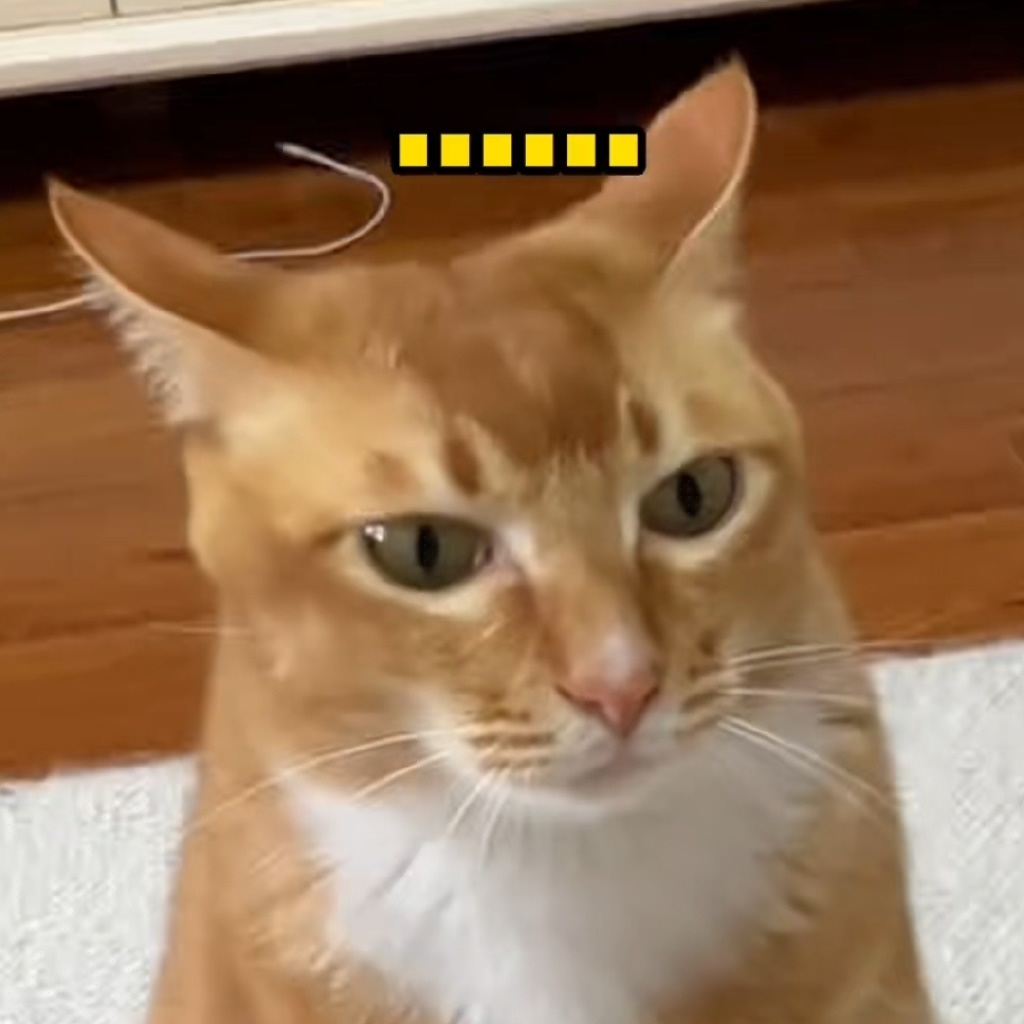 网红敦敦是什么品种的猫（敦敦猫咪表情包组图）