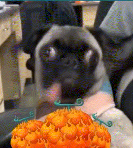 烧烧果实狗都不吃什么梗（为什么烧烧果实狗都不吃）