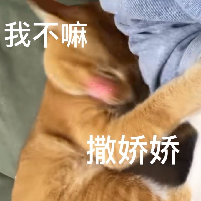 网红敦敦是什么品种的猫（敦敦猫咪表情包组图）